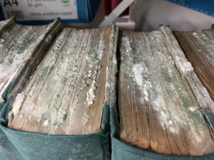 Ansicht von schräg oben auf Bücher in einem Museumsarchiv mit Pilzbefall.