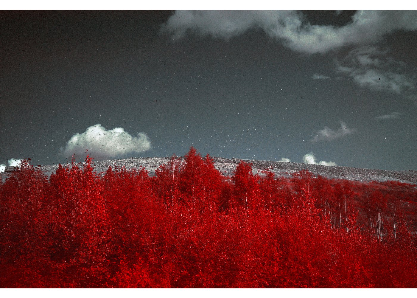Künstliche Landschaft mit roten Bäumen