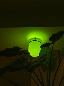 Foto einer grünen Lampe und darunter eine tropische Grünpflanze mit großen Blättern