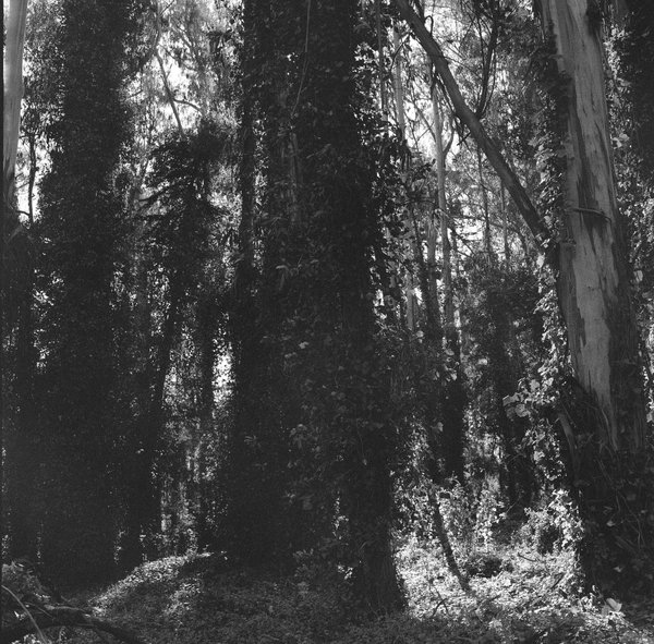 A black and white photograph of a forest with a tree in the center, surrounded by other. Trees and plants. The trunks are overgrown by smaller plants and leaves.  Ein Schwarz-Weiß-Foto eines Waldes mit einem Baum in der Mitte, umgeben von weiteren Bäumen und Pflanzen. Die Stämme sind von kleineren Pflanzen und Blättern überwuchert.  