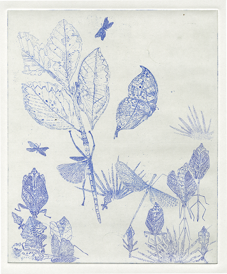 Gemma Anderson, [em] Bilateral symmetry [/em] (Drawn from The Natural History Museum, London), copper etching and Japanese inks, 2014