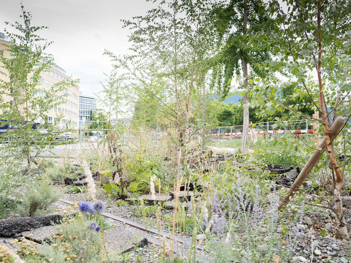 Suburbane Umgebung, Farbfotografie in Bodennähe mit Ruderalpflanzen im Vordergrund.