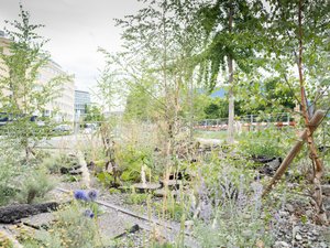 Suburbane Umgebung, Farbfotografie in Bodennähe mit Ruderalpflanzen im Vordergrund.
