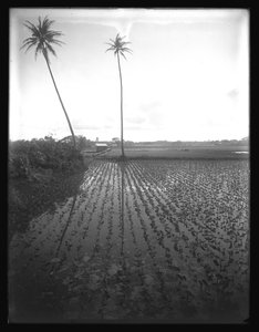 Das vertikale schwarz-weiß Bild zeigt eine Agrarstätte mit Reihen von kultivierten Pflanzen, teilweise überschwemmt und im Horizont verschwindet, unter einem bedeckten Himmel. Ein Haus mit einem Zaun zwischen zwei Palmen ist inmitten des Bildes zu sehen.