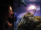 Stefan Kaegi (Rimini Protokoll) in Zusammenarbeit mit einem Oktopus, Judith Zagury und Nathalie Küttel (ShanjuLab), Temple du présent, Solo für einen Oktopus, Videoinstallation, 2021. Copyright: Rimini Protokoll.