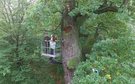 Józef Oak in Wiśniowa, research with dendrologist Jerzy Bralczyk, photo by the County Center for Culture and Tourism in Wiśniowa