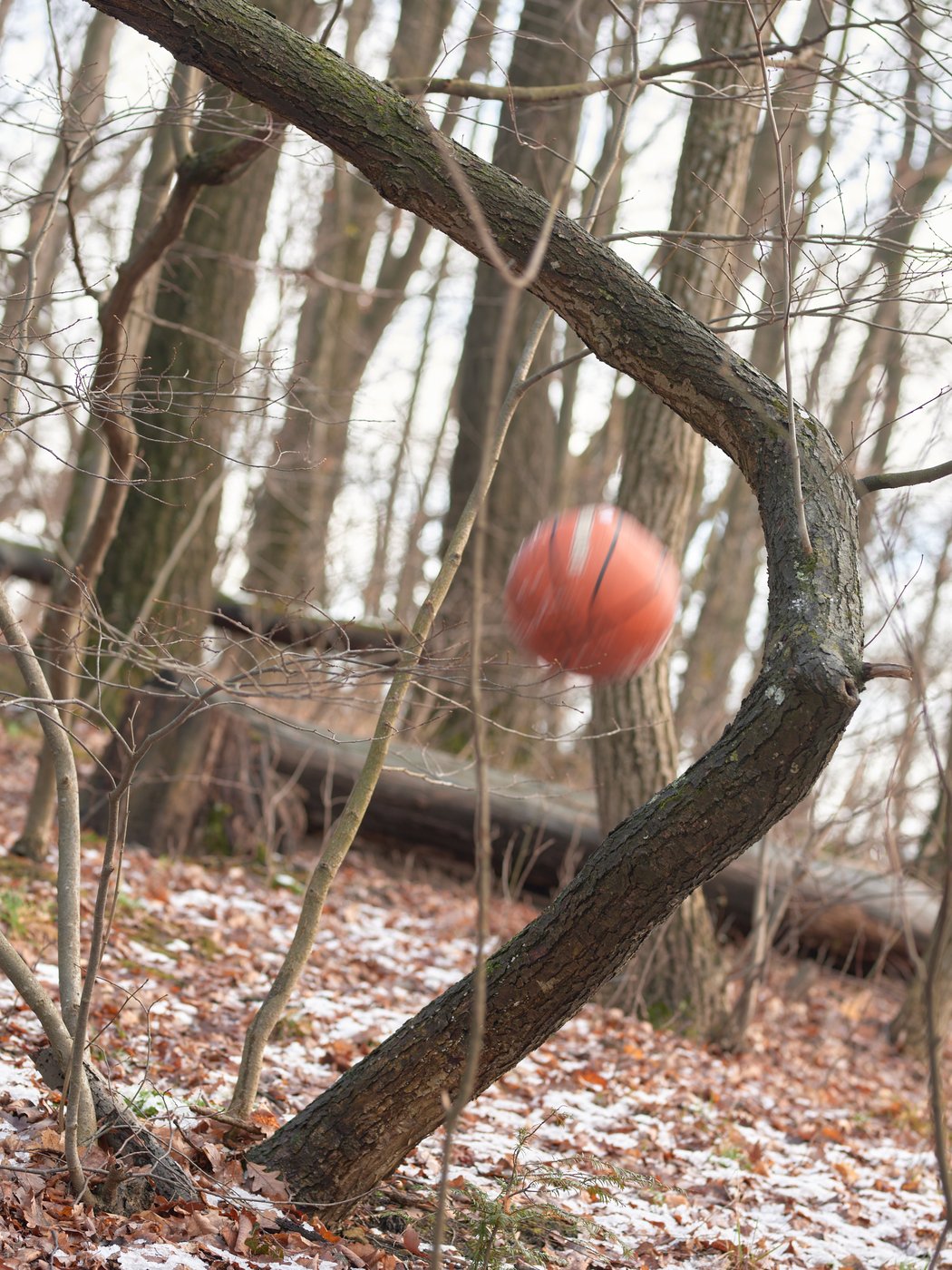 Wald mit einem geschwungenen Stamm in der Bildmitte an dem ein Basketball vorbeifliegt