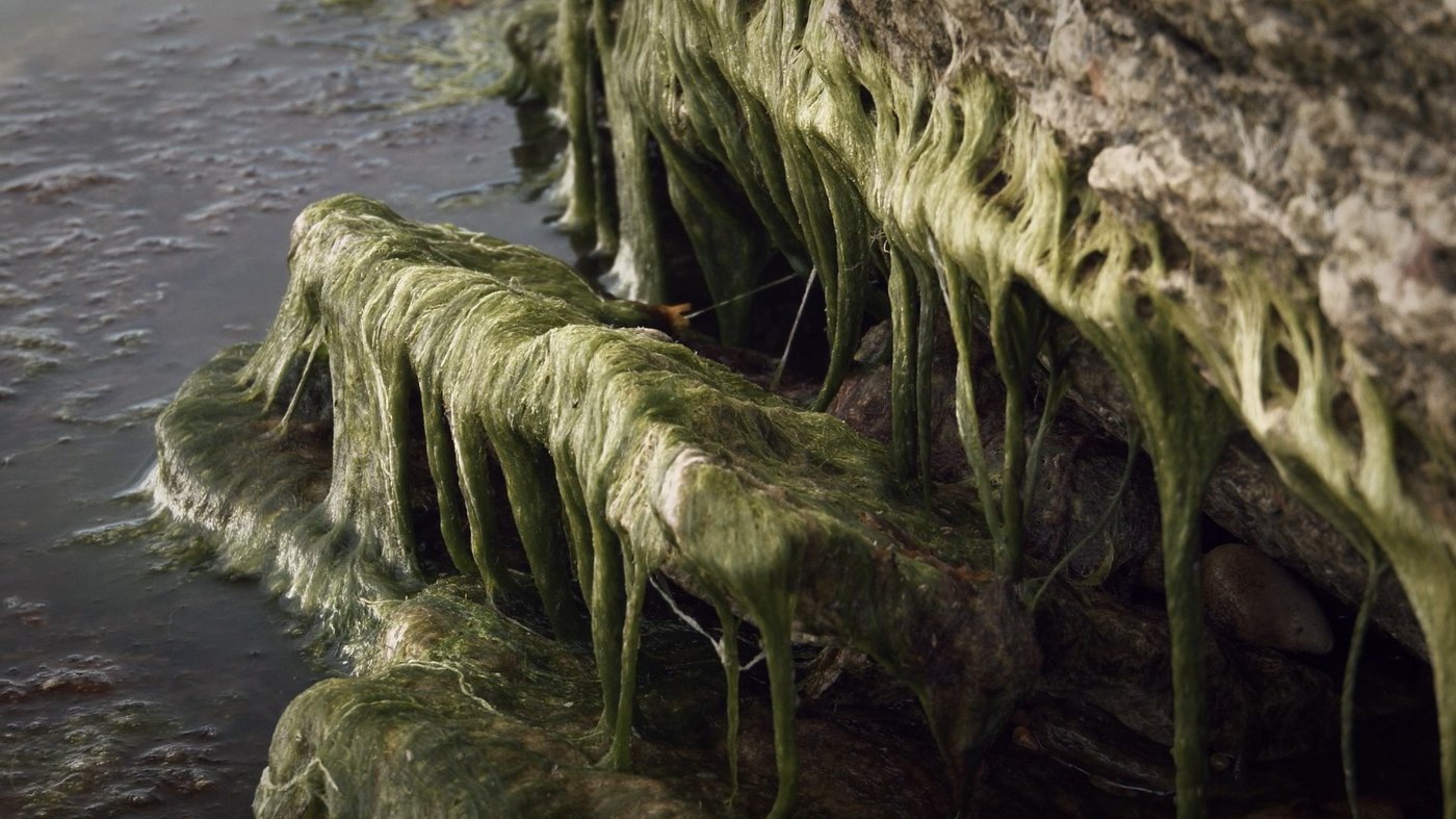 Eine Detailaufnahme einer mit Algen umwachsenen Klippe.
