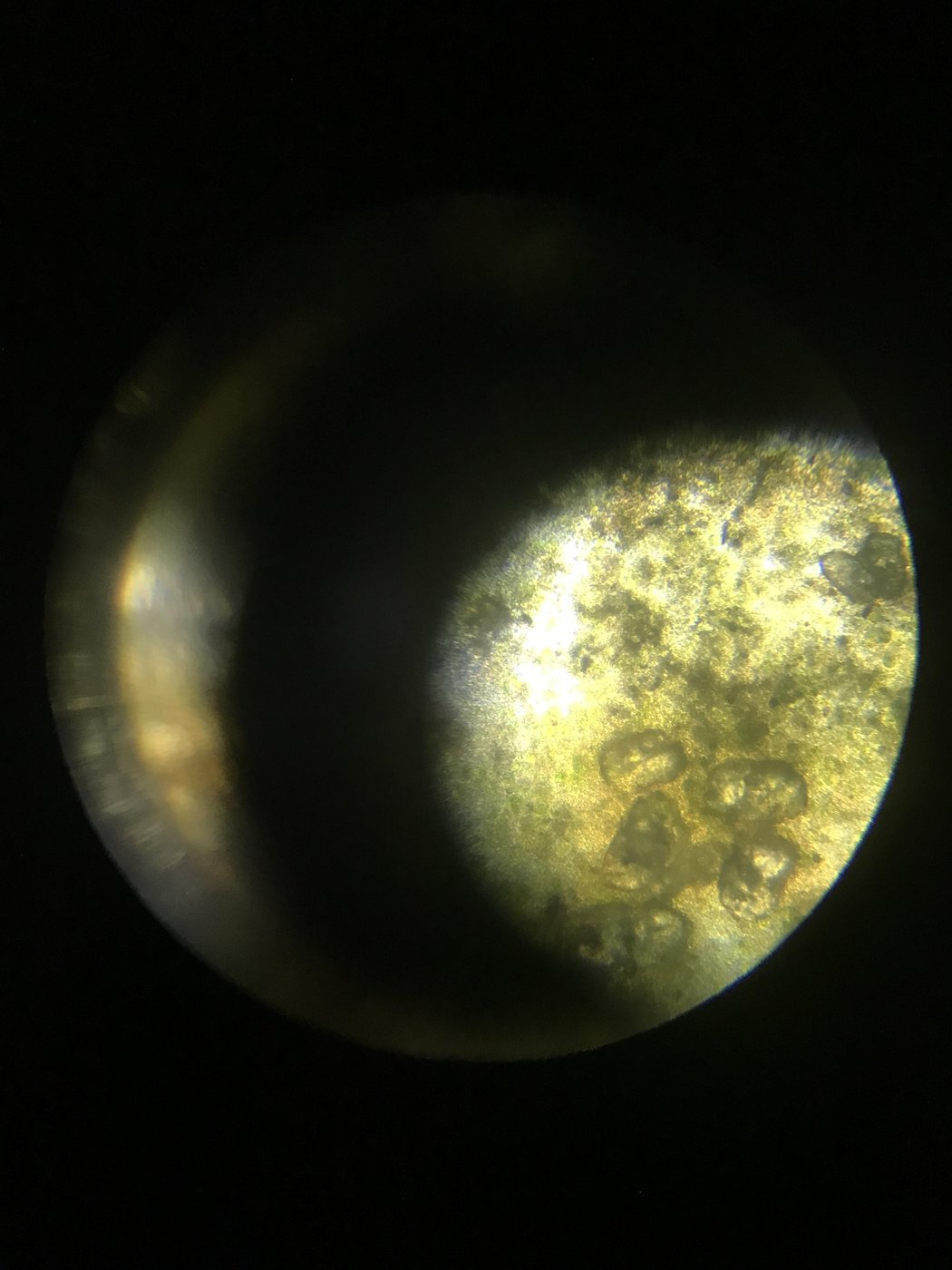 Ein Blick durch ein Mikroskop auf eine Pflanze.