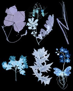 bläulich und violett eingefärbtes Röntgenbild von Blättern und Pflanzenstücke auf schwarzen Hintergrund