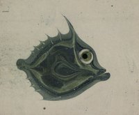 Altbekanntes & Unerkanntes II. Kunst der Zeichnung im 19. und 20. Jahrhundert      Führung durch die Ausstellung des Kupferstichkabinetts