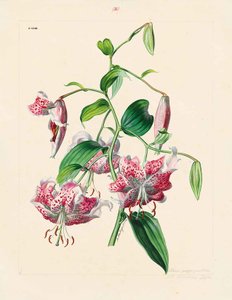 Aus seinem Bestand von beinahe 900 Blumen- und Pflanzendarstellungen  zeigt das Kupferstichkabinett der Akademie der bildenden Künste Wien  ausgewählte Blumenaquarelle von Anton Hartinger (1806–1890).