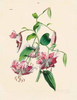 Aus seinem Bestand von beinahe 900 Blumen- und Pflanzendarstellungen  zeigt das Kupferstichkabinett der Akademie der bildenden Künste Wien  ausgewählte Blumenaquarelle von Anton Hartinger (1806–1890).