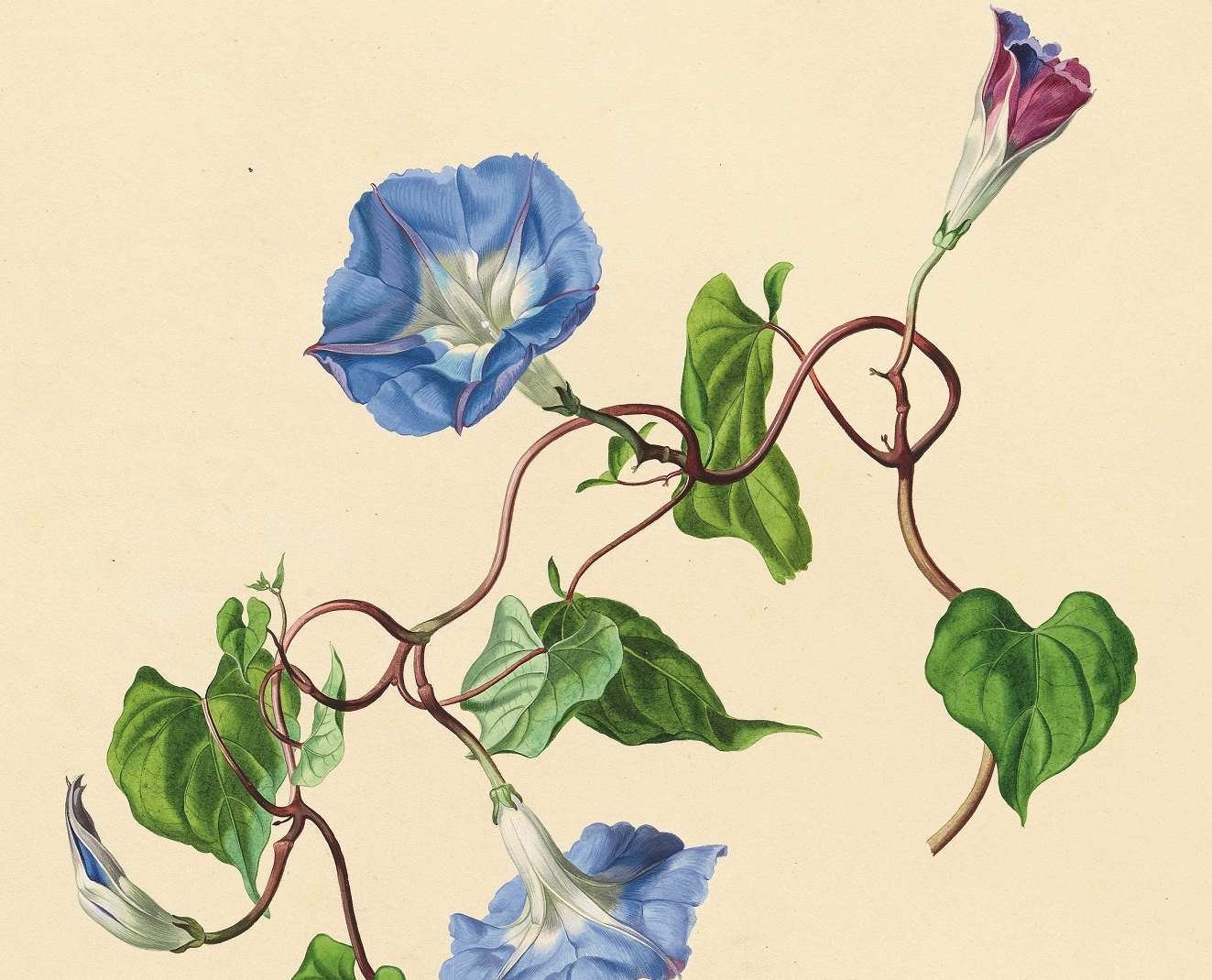 Führung durch die Ausstellung des Kupferstichkabinetts     PARADISUS VINDOBONENSIS Blumenaquarelle von Anton Hartinger    (bis 26.08.2018)