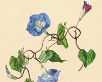 Kuratorenführung durch die Ausstellung des Kupferstichkabinetts     PARADISUS VINDOBONENSIS Blumenaquarelle von Anton Hartinger    (bis 26.08.2018)    Mit René Schober, Kustode des Kupferstichkabinetts