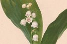 teaser-blumen