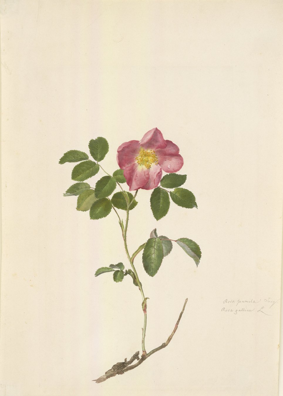 The sand-coloured vertical format paper shows the lifelike image of a rose. Almost at the end of the main branch, of which only a small part can be seen, is a side branch with small and already fully grown lush green leaves. At the end of the branch is a flower with pink leaves. The rose is open and turned towards the viewer. Its bright yellow stamens form the round centre of the flower. To the right of the rose, in the lower area, is a two-line inscription, but it is too small to be deciphered with the naked eye.