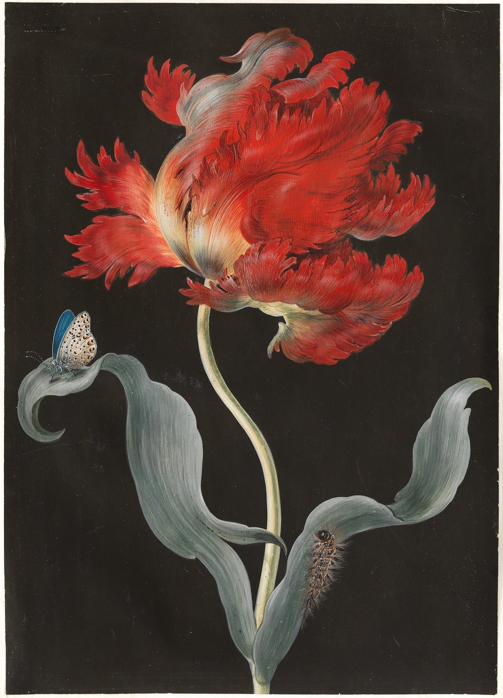 A bright red parrot tulip is depicted on a black background. A butterfly, which can be identified as a blue butterfly, is sitting on one of the two grey-green leaves, a hairy caterpillar is crawling on the other.