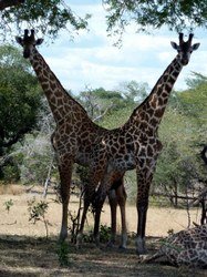 Giraffe_KlausReither