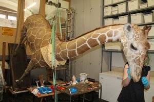 The picture shows a life-size model of a giraffe positioned at an angle while being worked on by a staff member. (Foto: Robert Illek)