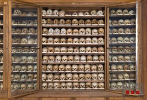 The picture shows an old wooden cabinet with glass doors. Its doors are open, its content is skulls, labelled on the shelf with small cards. The cabinet is part of the skeleton collection at the Natural History Museum Vienna, which is indicated by the logo of the NHM in the lower right corner.