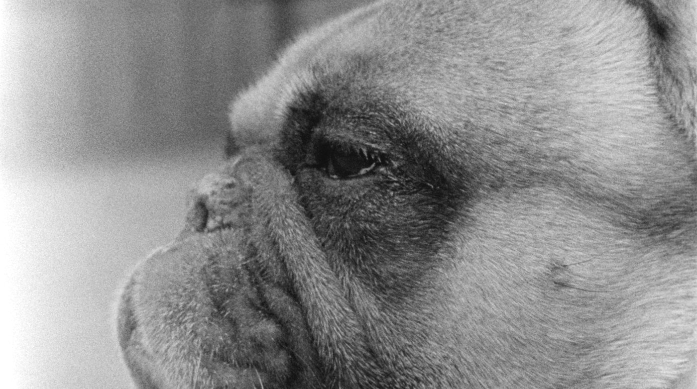 I’m a Doggy (16mm-practice) by Benedikt Werth and Leo Haas. AUT 2022, B/W, 3 min black and white photo, close up of dog face