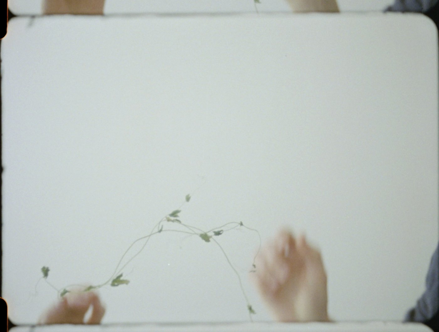 16mm film still, white background, dried plant and two hands arranging it.