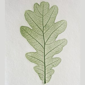 a green leave on a white surface