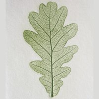 a green leave on a white surface