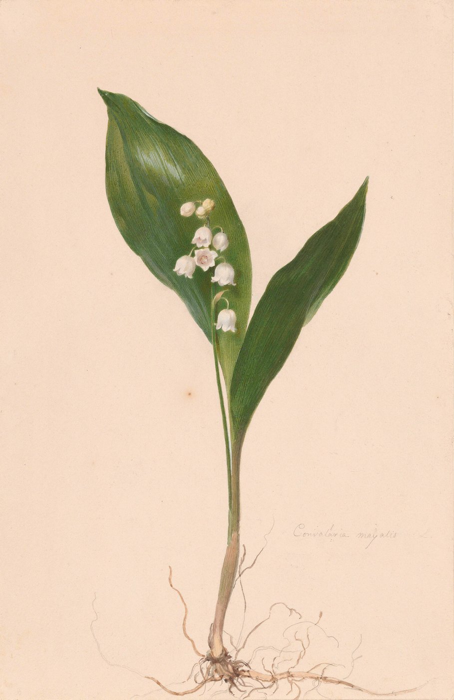Moritz Michael Daffinger, Common Lily of the Valley, c. 1830–1849, watercolour and pencil on paper © Graphic Collection of the Academy of Fine Arts Vienna white flowers in front of green leaves
