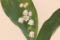 white flowers in front of a green leave