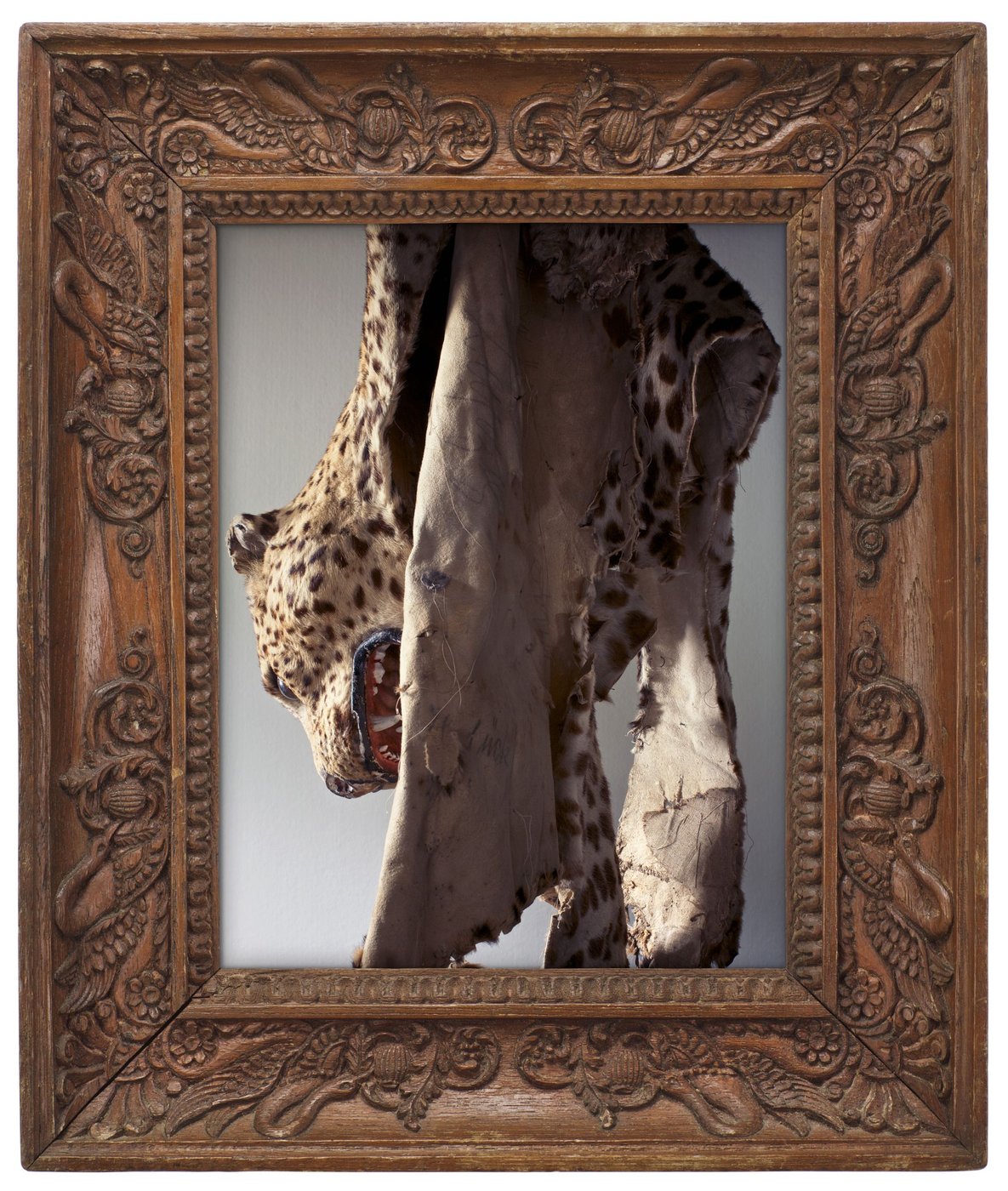 Natura Morta. Photography by Oliver Mark in Dialogue with Still Life Paintings in the Collection      In cooperation with the Natural History Museum Vienna