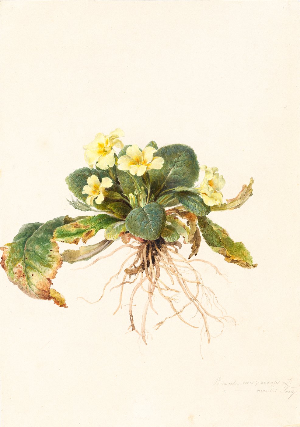A very precisely executed watercolour showing yellow, delicate primroses in the centre of the picture against a light background, together with leaves and roots at the bottom. The outer edges of the leaves show signs of withering, so the colour changes from green to brown.
